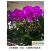 圖片 高雅幽蘭-蘭花（單株）